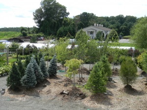 tree nursery