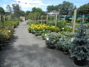 Garden Plants Warrenton VA